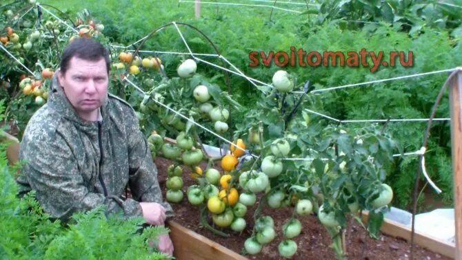 Огород с валерием медведевым. Валерий медведев свои томаты. Ру валерий. Сайт валерия медведева сад и огород. Каталог семян.