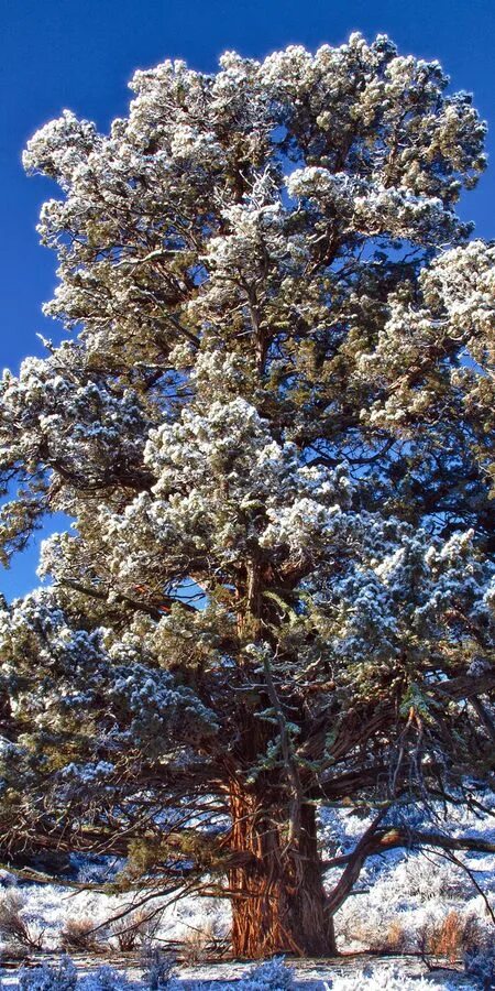 Cedar under snow Lebanon cedar, Photo tree, Cedar