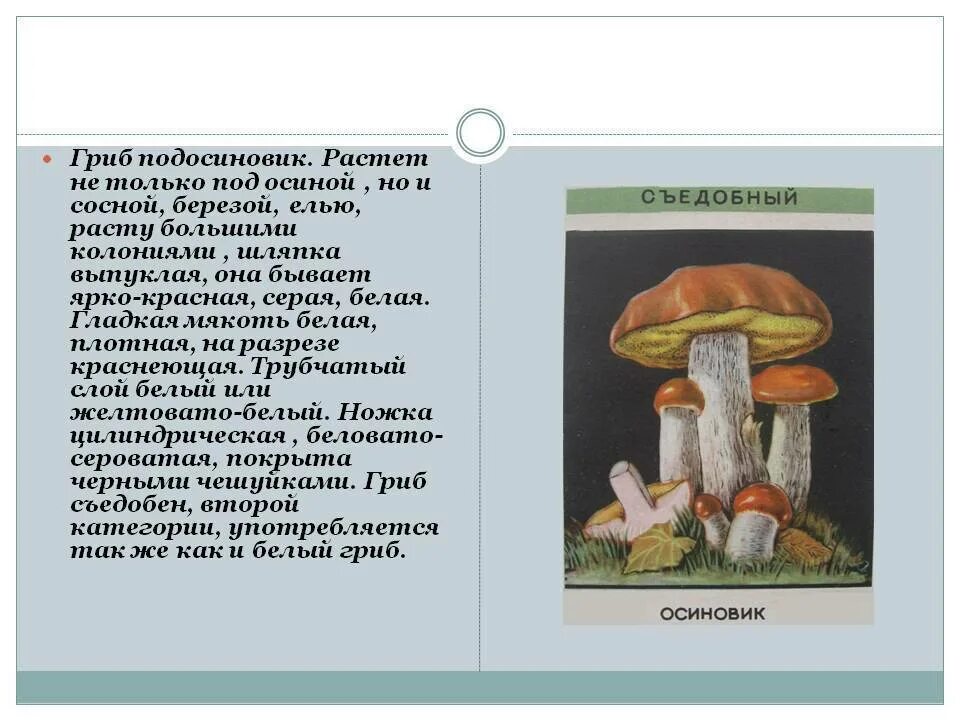 Подосиновик описание 5 класс. Грибы симбионты подосиновик. Белый подосиновик в разрезе. Строение гриба подосиновика.