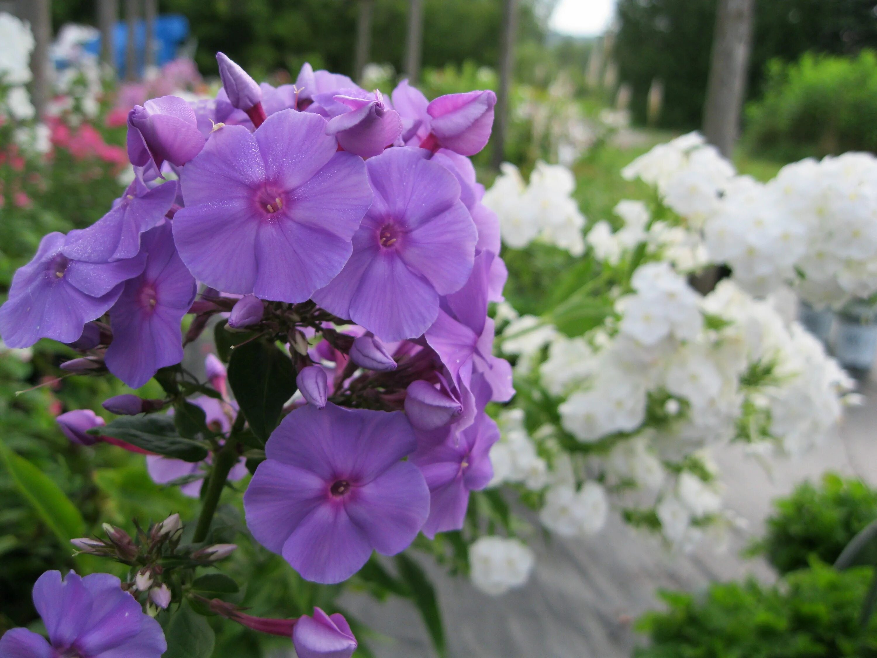 Флоксы весной. Флокс метельчатый аметист. Флокс метельчатый Amethyst. Флокс метельчатый "Amethyst" (аметист). Флокс метельчатый аметистовый.