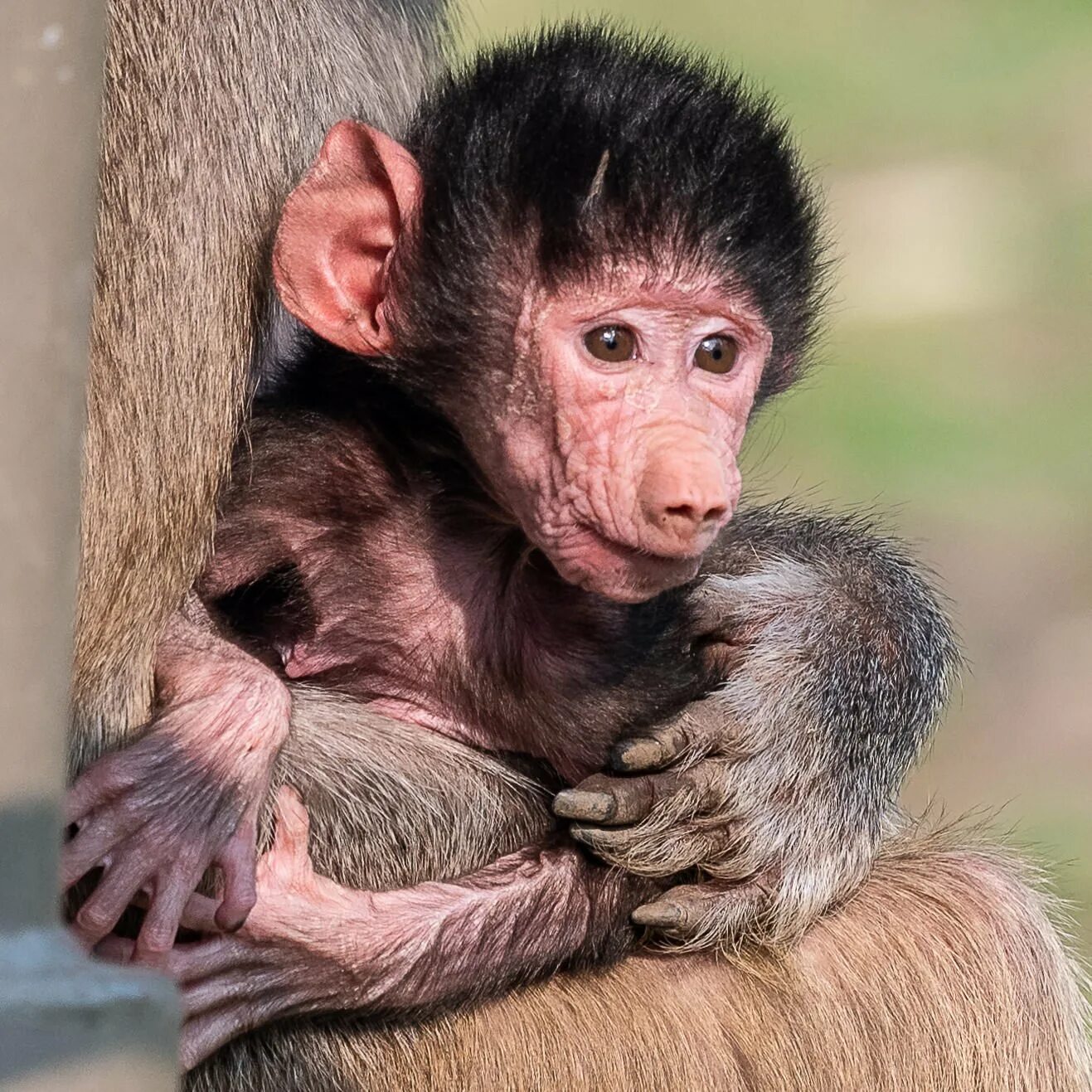 Короткохвостые обезьяны. Детеныш бабуина. Гамадрил мартышковые. Гамадрил Тбилисский зоопарк детеныш.