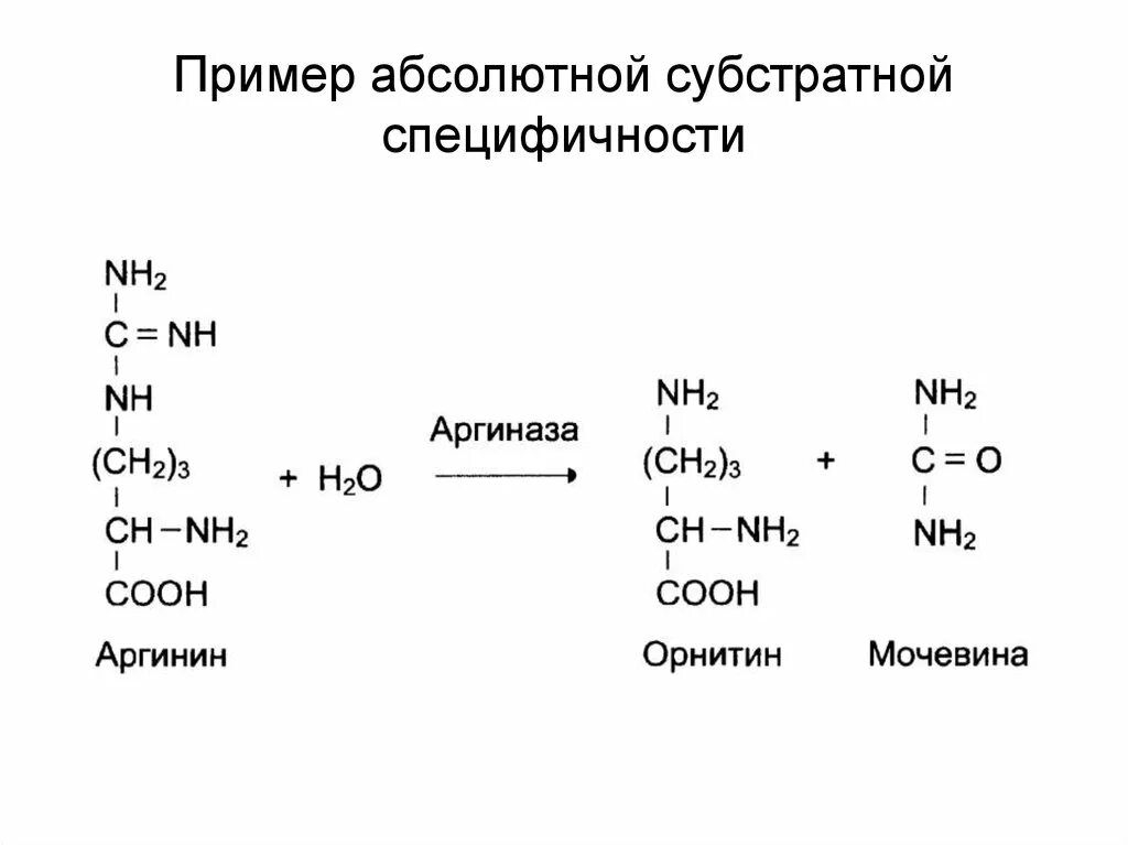 Субстратная специфичность ферментов. Абсолютная групповая специфичность ферментов. Абсолютная Субстратная специфичность примеры. Специфичность действия ферментов абсолютная Относительная примеры. Абсолютная специфичность действия характерна для фермента.