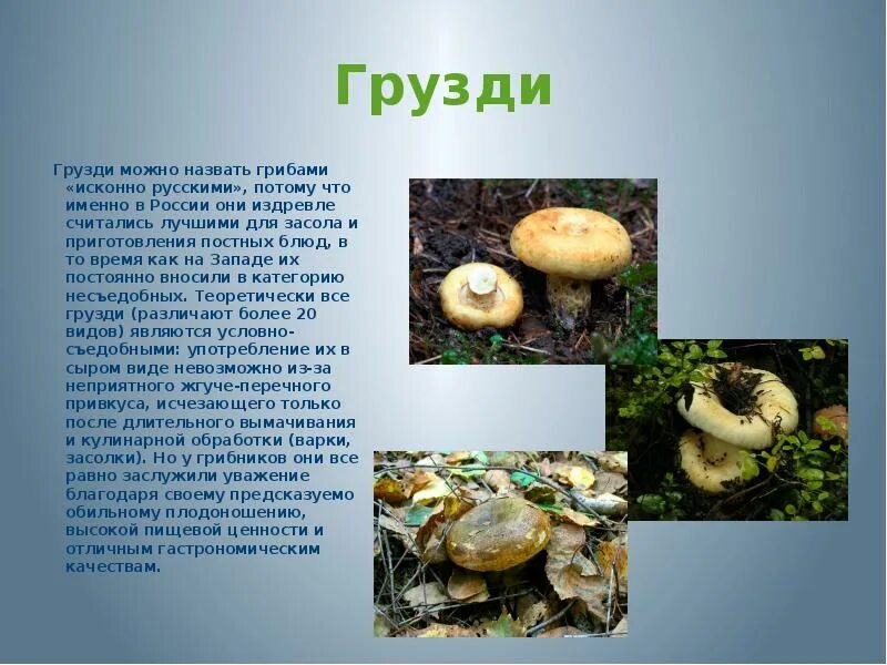 Гриб подгруздок белый ложный. Как отличить съедобный груздь от несъедобного груздя. Груздь белый ложный скрипица. Как отличить съедобный груздь от несъедобного груздя. Как отличить съедобный груздь от несъедобного груздя.