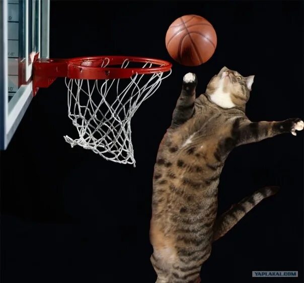 Котик с баскетбольным мячиком. Котик баскетболист мем. Cat basketball. Кот баскетболист. Коты с баскетбольным мячом.