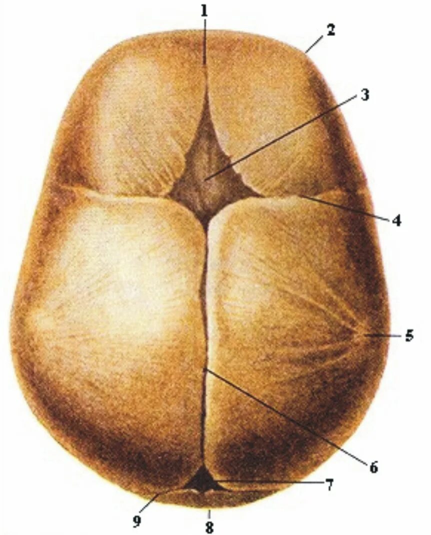 Стреловидный родничок. Стреловидный венечный и затылочный швы. Швы и роднички черепа новорожденного. Сагиттальный шов черепа новорожденного. Бугры черепа новорожденного.