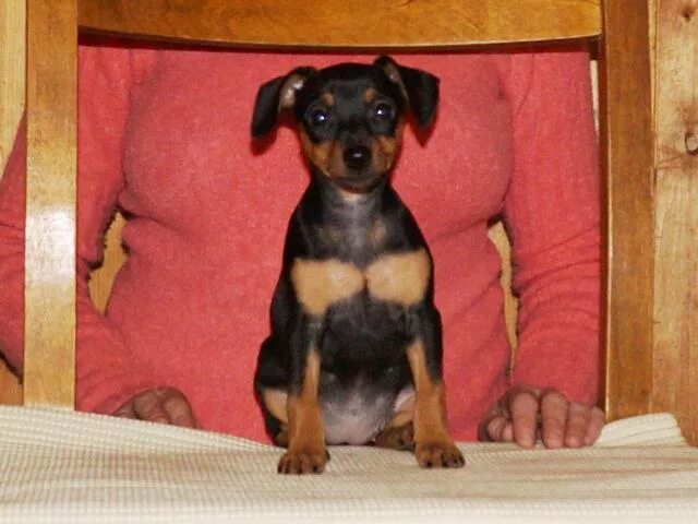 цвергпинчер щенок 2 месяца. щенок цвергпинчера в 2 месяца. цвергпинчер 2. щенок цвергпинчера 2 месяца. щенок цвергпинчера 3 месяца.