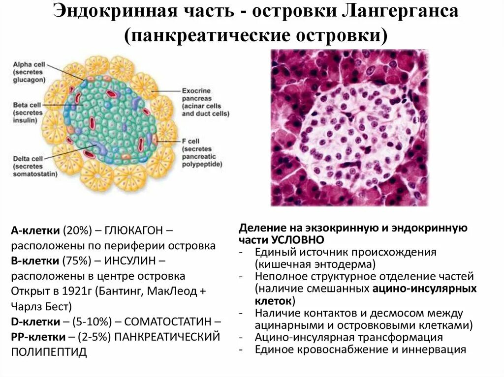 Эндокринные клетки островков лангерганса