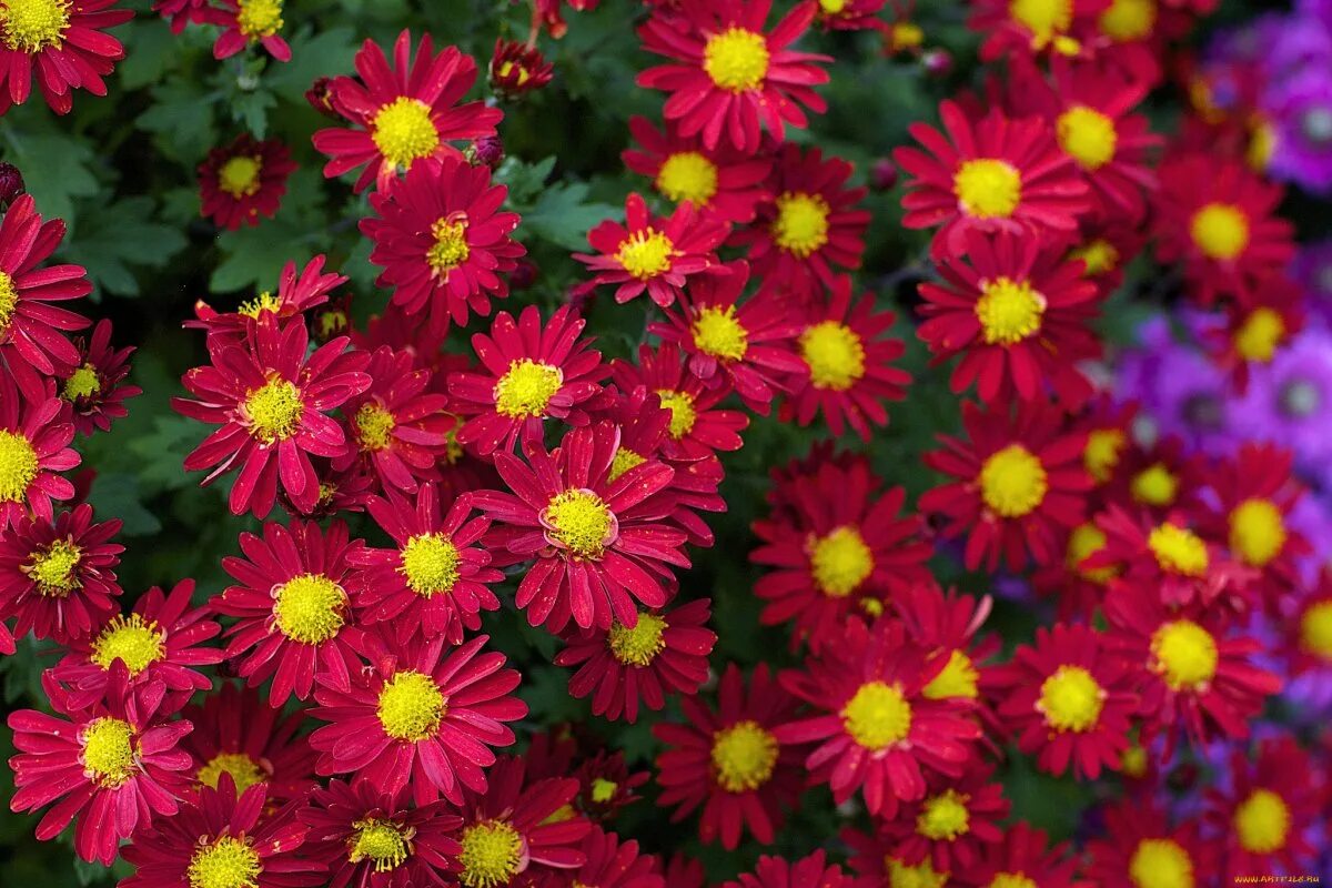 Красные сорта хризантем. Хризантема мультифлора lively red bicolor. хризантема червона калина. хризантема красная. хризантема корейская алые паруса.