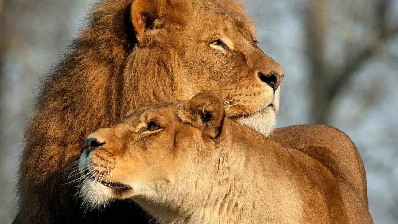 Pin on Dpz Lion photography, Lion couple, Cute wild animals