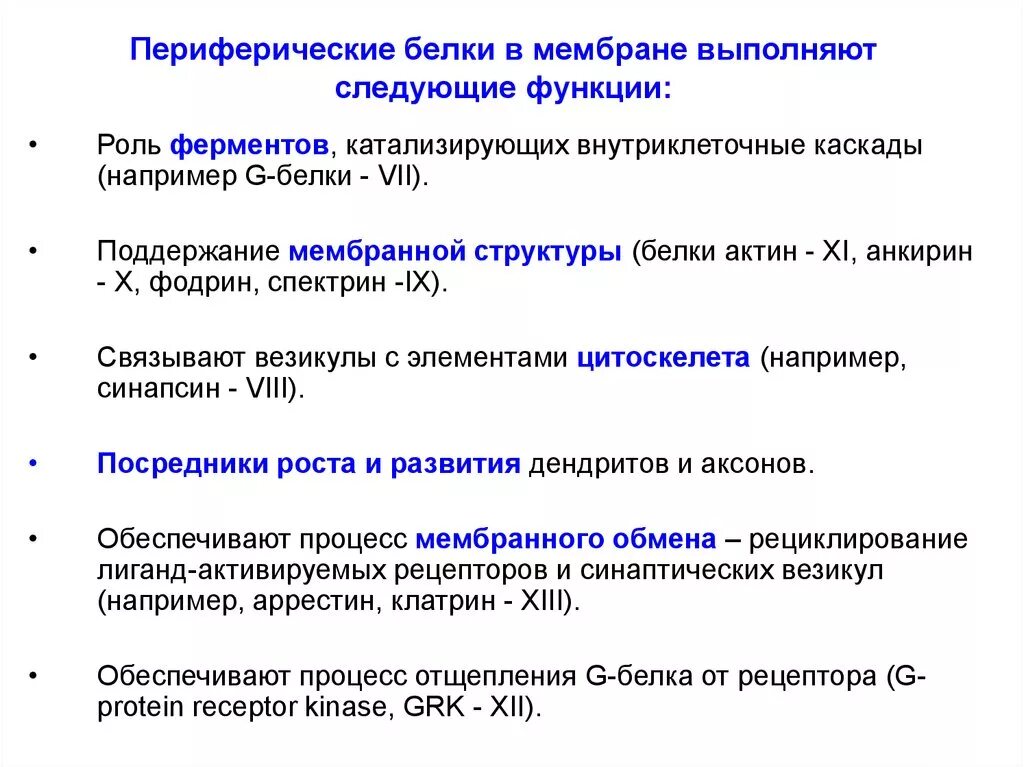 Интегральные белки какие. Функция периферических мембранных белков. Функции периферических белков мембраны. Периферические мембранные белки функции. Периферийные белки мембраны функции.