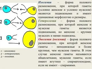 Какое размножение обеспечивает генетическое разнообразие растений