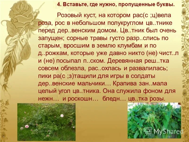 Впр русский язык 6 класс розовый куст. Текст розовый куст рос в небольшом. Розовый куст на котором. Розовый куст рос в небольшом полукруглом цветнике. Розовый куст на котором расцвела.