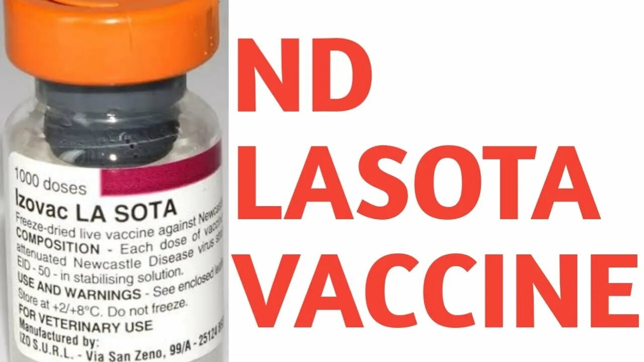 Ласота вакцина. Lasota vaccine 100 dose. Ласота.