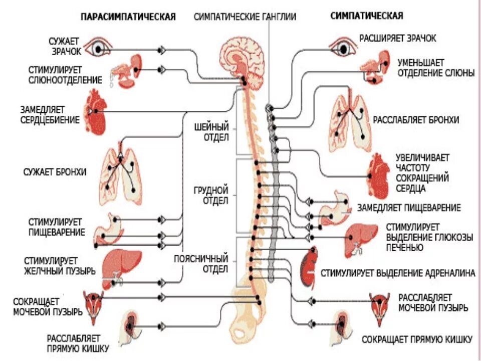 Желчный стресс. Ядра парасимпатического отдела вегетативной нервной системы. Функции симпатической вегетативной нервной системы. Функции симпатического отдела вегетативной системы. Функции парасимпатического отдела вегетативной нервной системы.