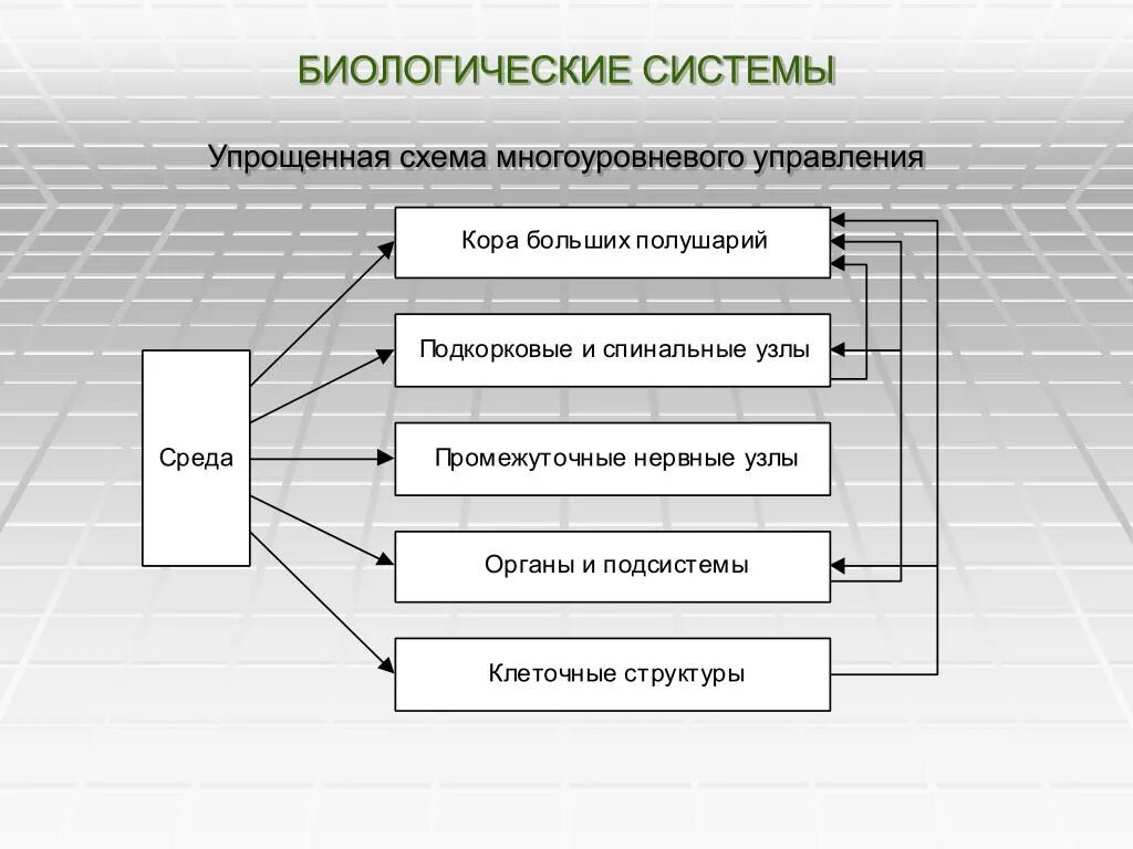 Перечислить биологические системы. Схема управления в биологической системе. Многоуровневая схема управления. Схема трехуровневой системы управления. Схема биосистемы.