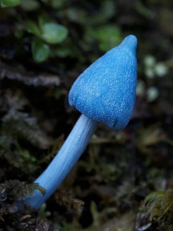 Живой синий гриб. Гриб Энтолома голубая. Синяя Энтолома Entoloma hochstetteri. Энтолома небесно-голубая. Entoloma hochstetteri небесно-голубой гриб.