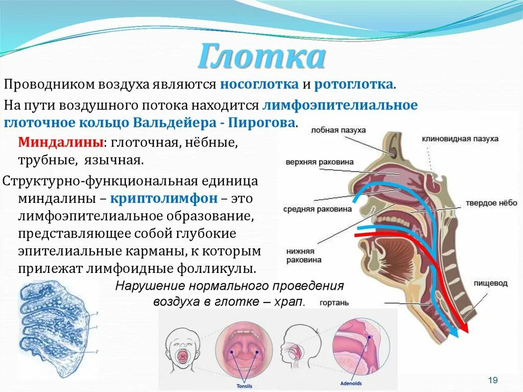 Функции гортани в дыхательной системе человека