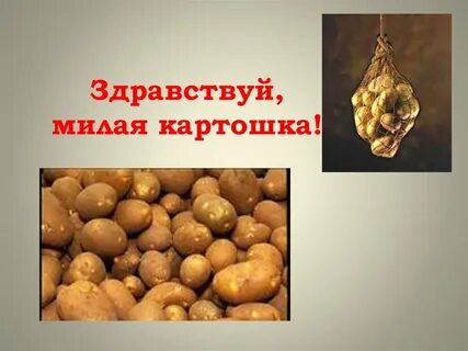 Когда будет день картошка