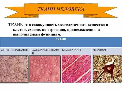 Эпителиально мышечные клетки