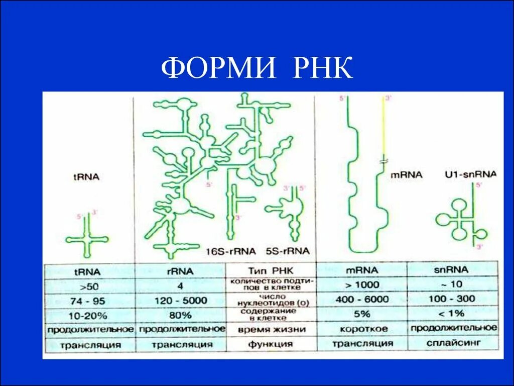 Примеры рнк. Функции и строение различных типов РНК. Строение разных видов РНК. Строение и функции различных типов РНК (Т-РНК, Р-РНК, М-РНК).. Формы существования РНК.