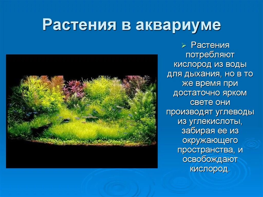 Сколько воздуха в аквариуме. Растения потребляют кислород. Кислород на растениях в аквариуме. Потребление кислорода растением. Растения для аквариума.