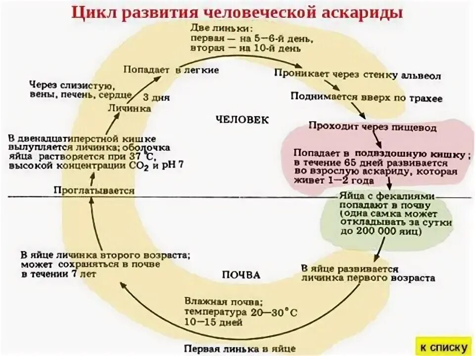 Тип Круглые черви