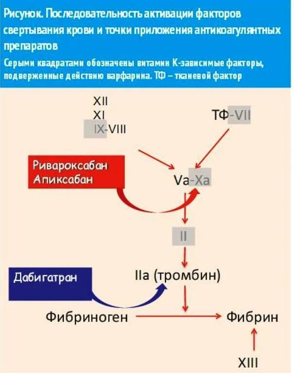 Свертывание крови печень. Витамин к зависимые факторы свертывания крови. Витамин к зависимые факторы свертывания. Витамин k зависимые факторы свертывания крови. Дефицит к зависимых факторов свертывания крови.