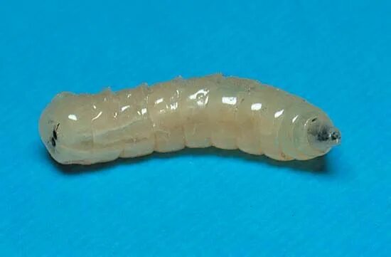 Личинки комнатной мухи. Musca domestica личинки. личинка комнатной мухи.