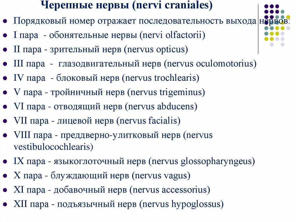 12 пара чмн. Черепные нервы 12 пар. 12 пар черепно мозговых нервов. 12 пары черепных нервов. 12 пара черепных нервов анатомия.