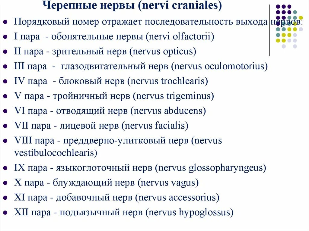 Сколько пар черепных нервов отходит. Черепные нервы 12 пар. 12 Пар черепно мозговых нервов. 12 Пар черепных нервов и их функции. 12 Пары черепных нервов.