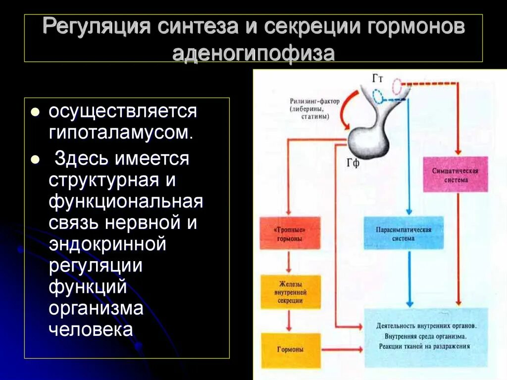 Регуляция гормонов гипофиза. Регуляция секреции гормонов аденогипофиза. Гормоны аденогипофиза клетки мишени. Схема действия гипоталамо-гипофизарной системы гормоны.