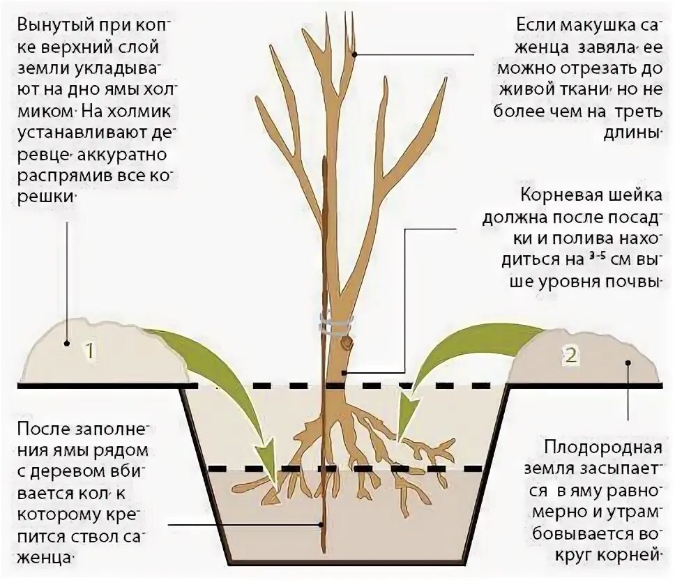 Посадка роз корневая шейка. Корневая шейка у розы. Корневая шейка у муррайи. Прививка и корневая шейка у роз. Заглублять ли розы при посадке