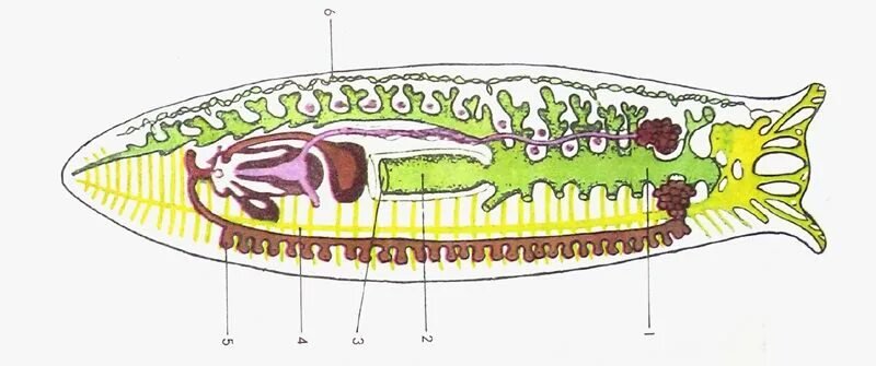 Внутреннее строение плоских. Строение плоских червей планария. Плоские черви строение планарии. Внутреннее строение плоских червей. Система внутренних органов планарии.