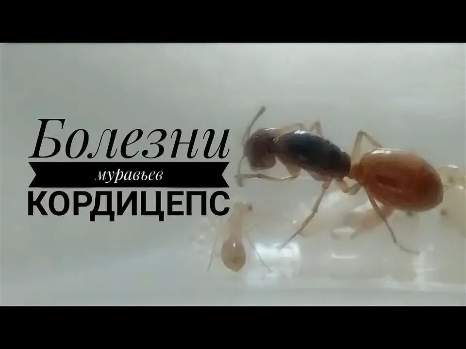 Гриб кордицепс и муравей. Болезнь муравьёв кордицепс. Кордицепс муравей зомби. Болезнь муравьиная болезнь. Муравьев заболела