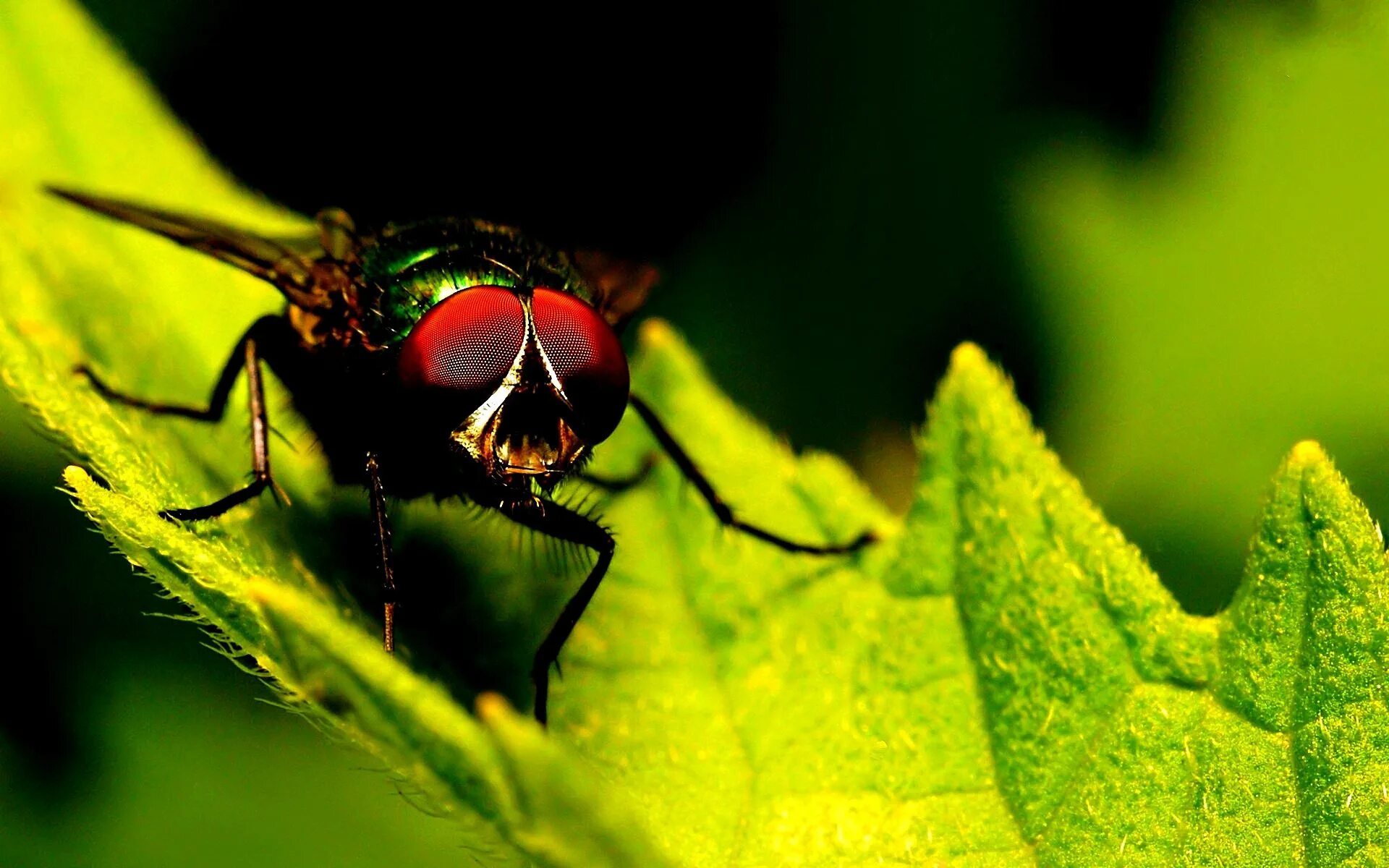 Красная мушка. Насекомые. Насекомые макро. Макросъемка насекомых. Муха красно зеленая.