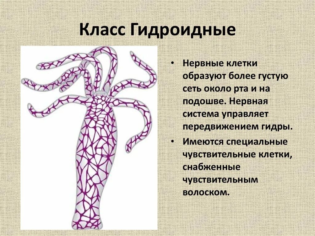 Кровеносная система гидроидных. Класс Гидроидные кровеносная система. Диффузная нервная система гидры. Нервная система гидроидных кишечнополостных