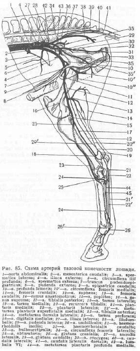 Кровообращение конечностей животных. Артерии задней конечности анатомия животных. Артерии тазовой конечности коровы. Схема артерий тазовой конечности лошади. Артерии грудной конечности КРС.
