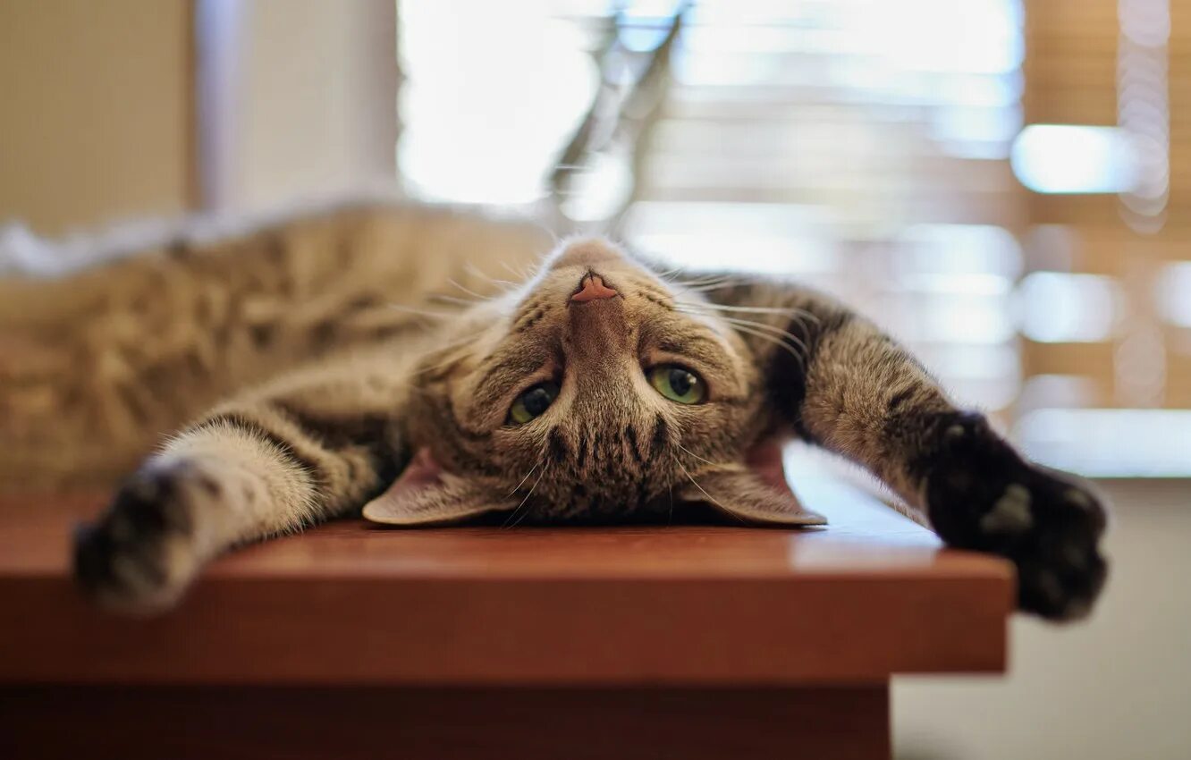 Кошки расслабляются. Коты расслабляются. Коты расслабляются. Усталый кот. Кошки расслабляются.