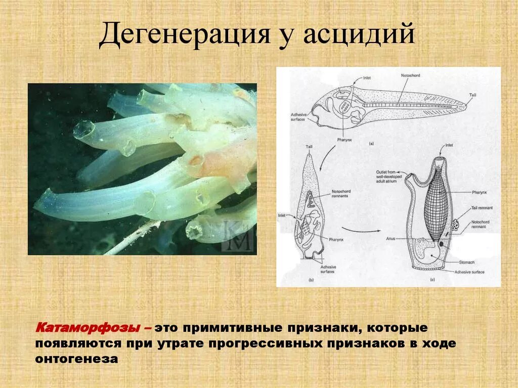 Редукция дегенерация. Асцидия дегенерация. Личинка асцидии. Асцидии хорда. Редукция хорды у асцидий.