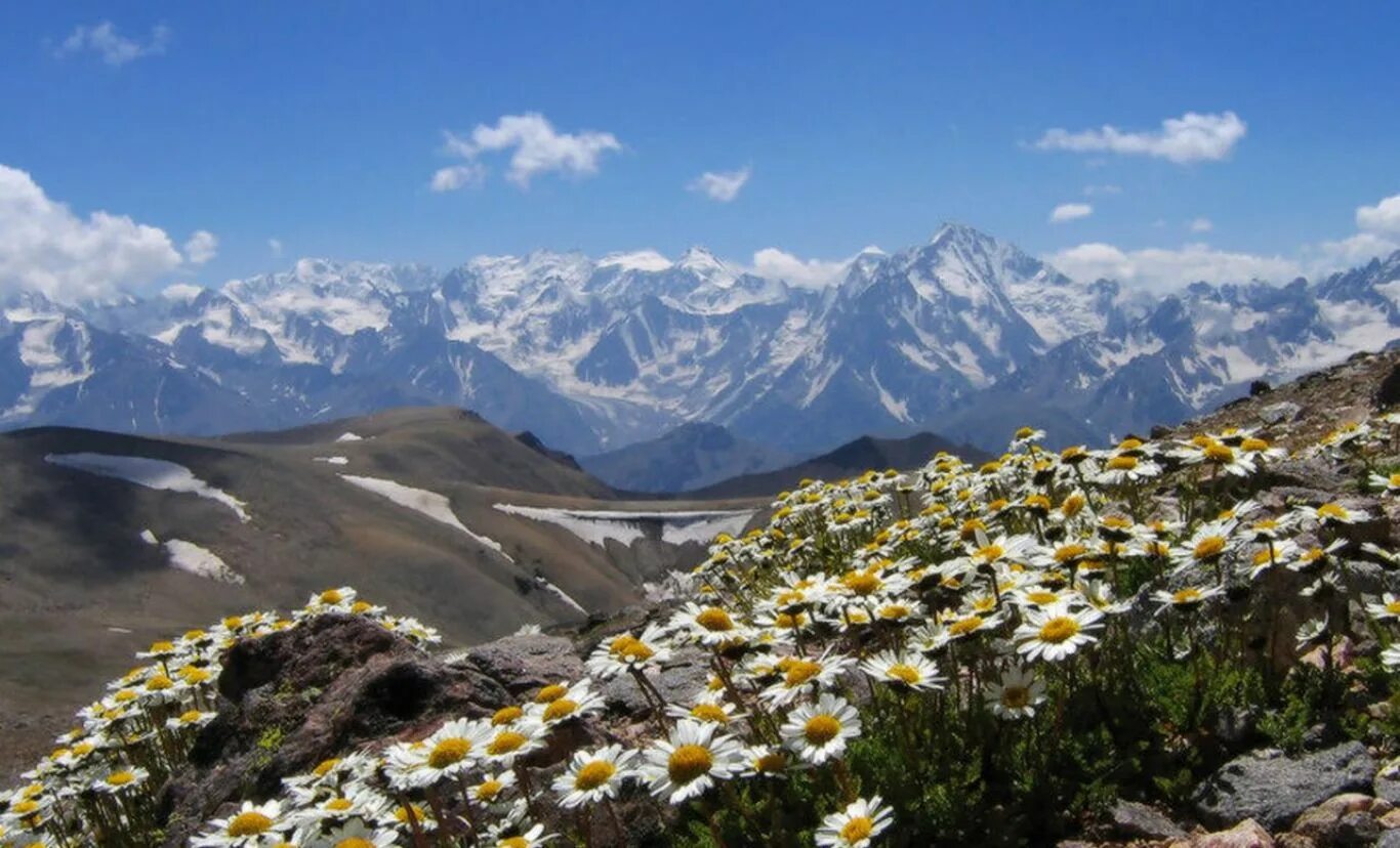 северо-осетинский заповедник растения. альпийские луга северной осетии. цветы северной осетии. альпийские луга северной осетии. альпийские луга северной осетии рсо алания.