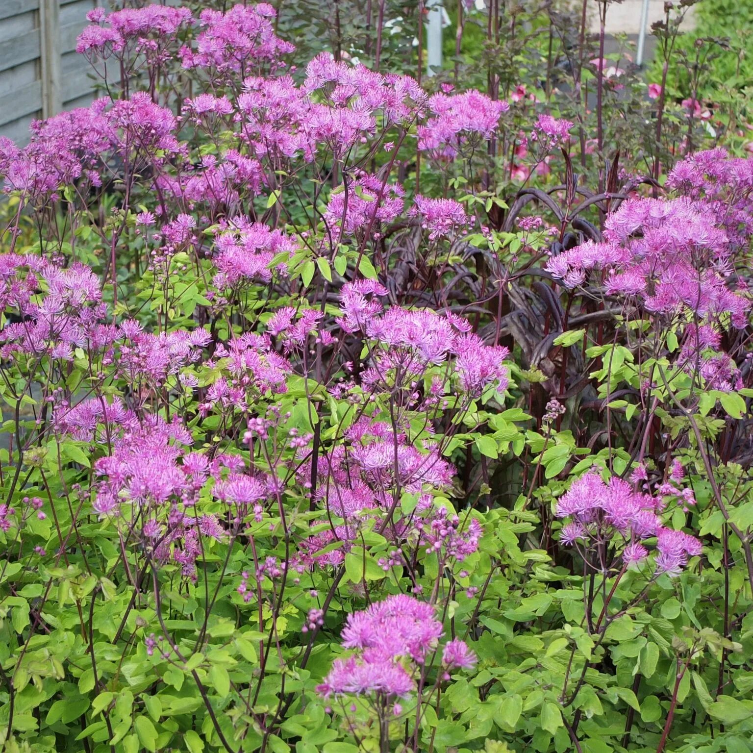 Pin on сочетания в клумбе Hardy perennials, Perennials, Plants