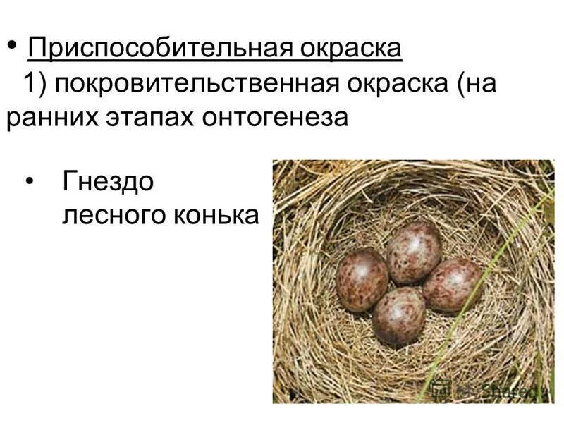 Факторы эволюции. Биологические факторы антропогенеза. Элементарные факторы эволюции. Какой фактор эволюции играет решающую роль. Какой фактор эволюции играет решающую роль.