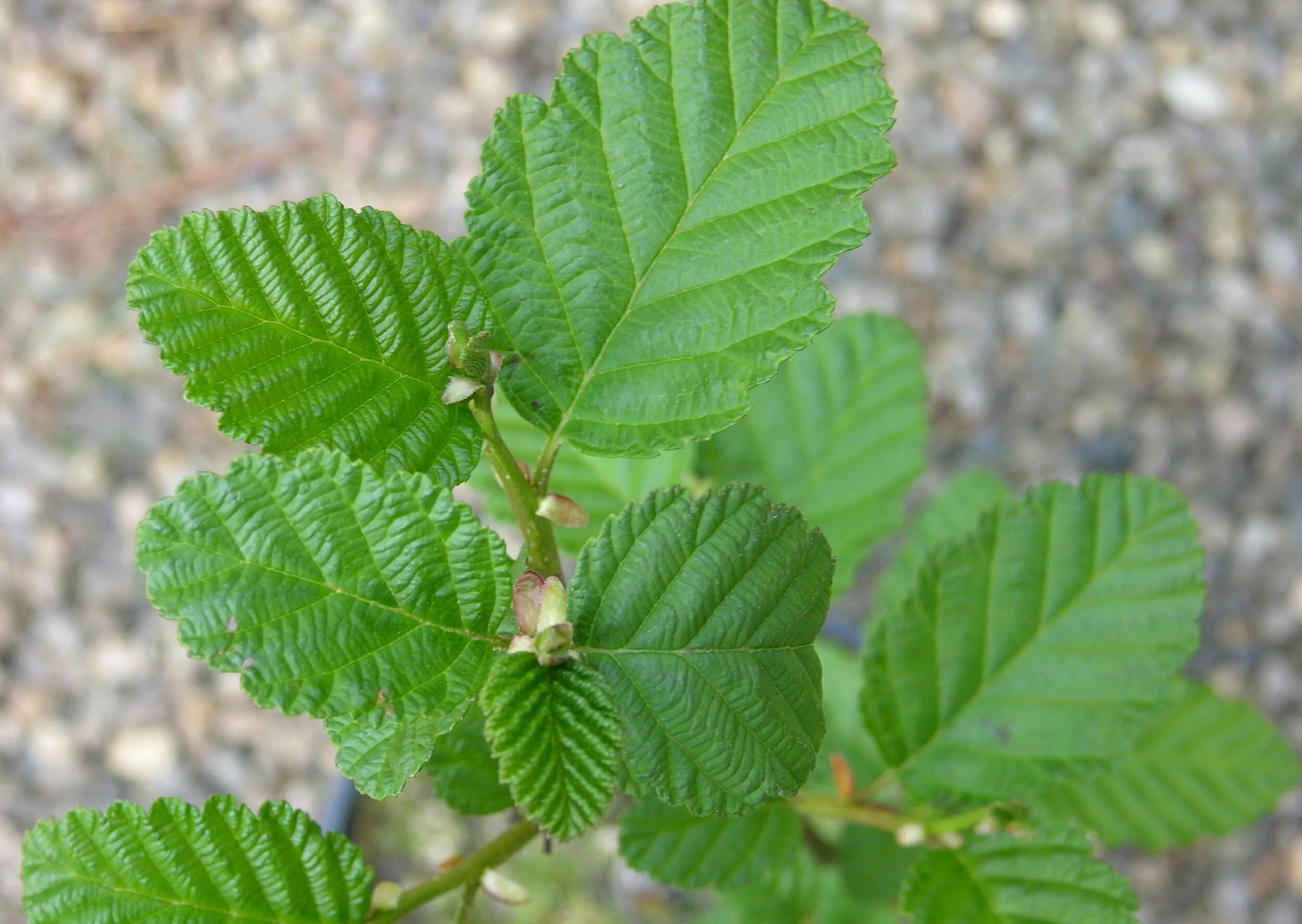 Форма листьев ольха. Ольха сердцевидная. ольха серая alnus incana. ольха красная (alnus rubra). ольха шерстистая.