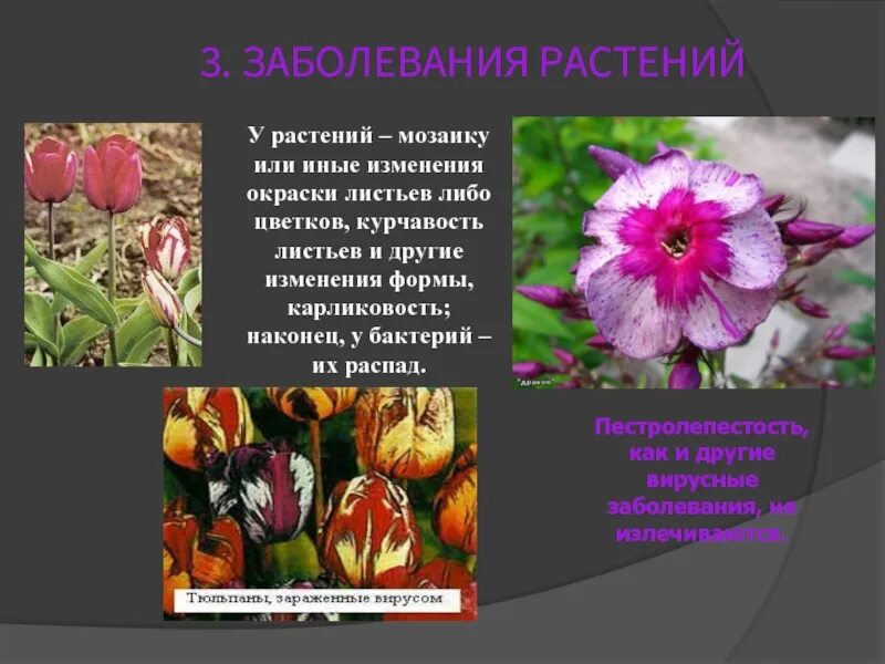 Вирусы вызывающие заболевания растений. Вирусные заболевания растений список. Бактериальные болезни растений. Частые заболевания растений. Симптомы вирусных болезней растений.