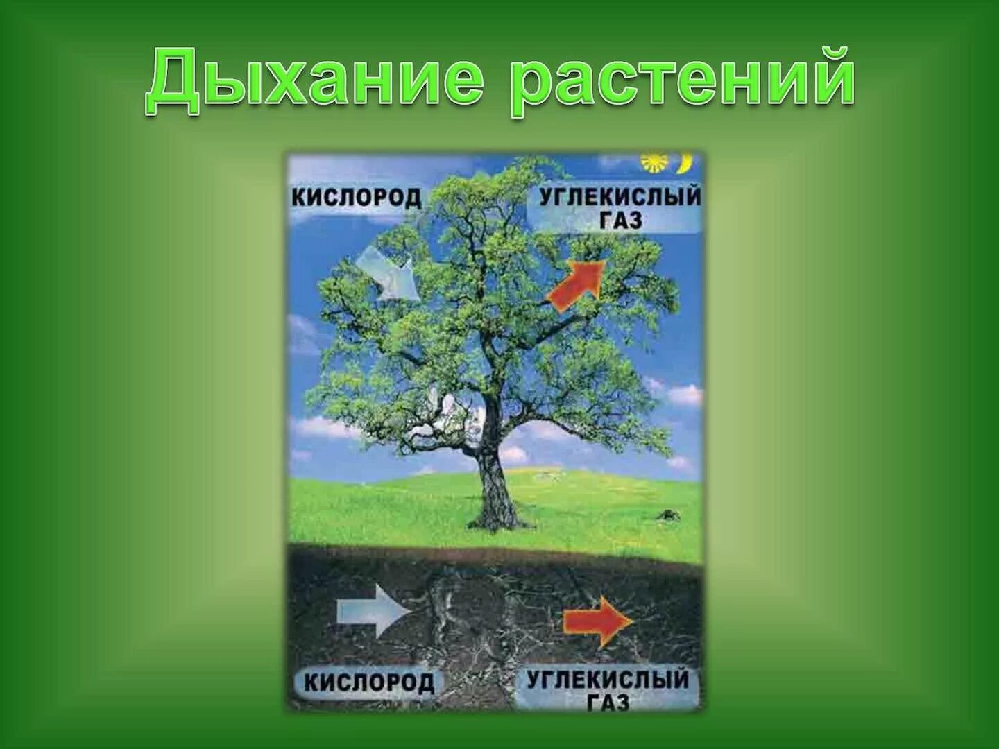 Дыхание растений самостоятельная работа. Дыхание растений и животных. Дыхание растений. Дыхание растений и животных 5 класс. Дыхание растений и животных 6 класс.