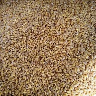 Зерновая культура перловой крупы
