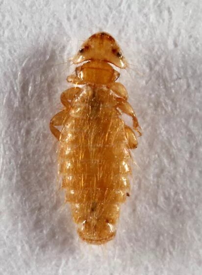 Жук пухоед. Пухоед. Отряд пухоеды и власоеды. Пухоед. Отряд пухоеды и вши.