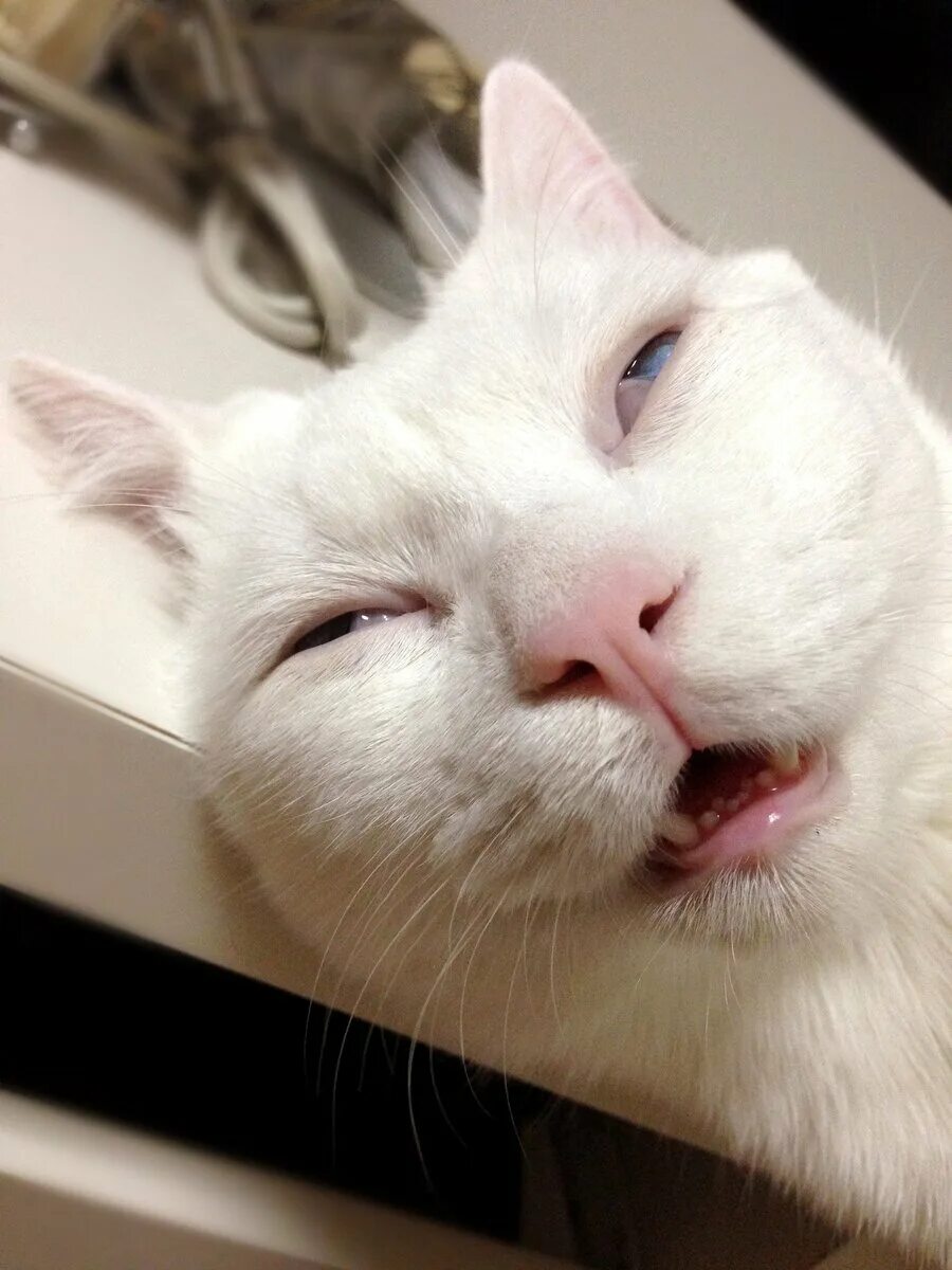 Мемный белый кот. Кот мем. смешной кот. коты мемы. сонный кот.