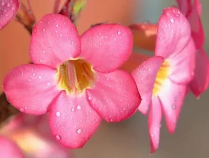 Появление цветка с пятью лепестками