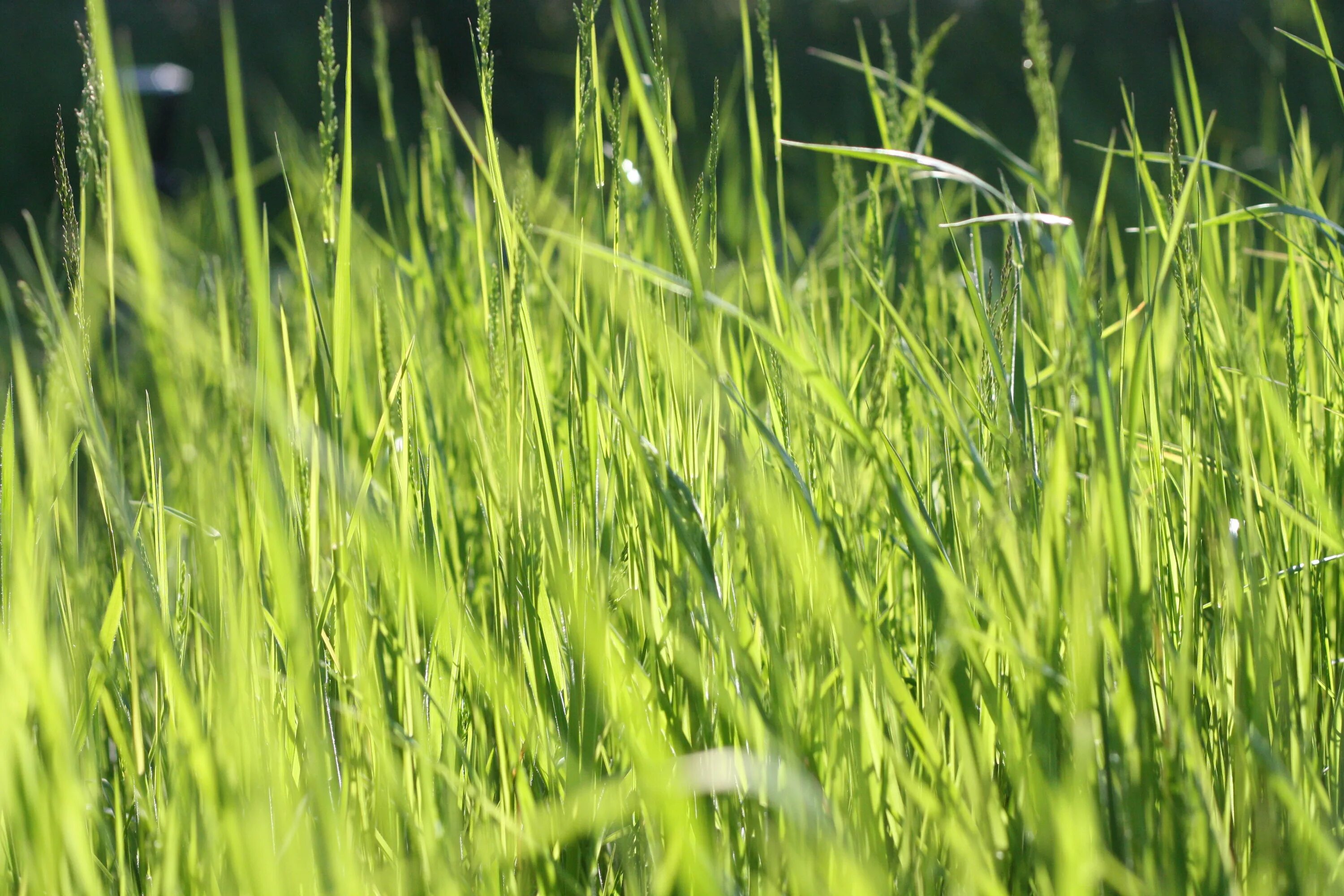 Бобово-злаковые травосмеси. Высокая трава. Зеленая трава. Трава поле. Up field